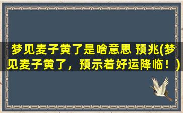 梦见麦子黄了是啥意思 预兆(梦见麦子黄了，预示着好运降临！)